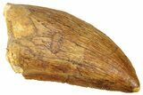 Serrated, Carcharodontosaurus Tooth - Real Dinosaur Tooth #322041-1